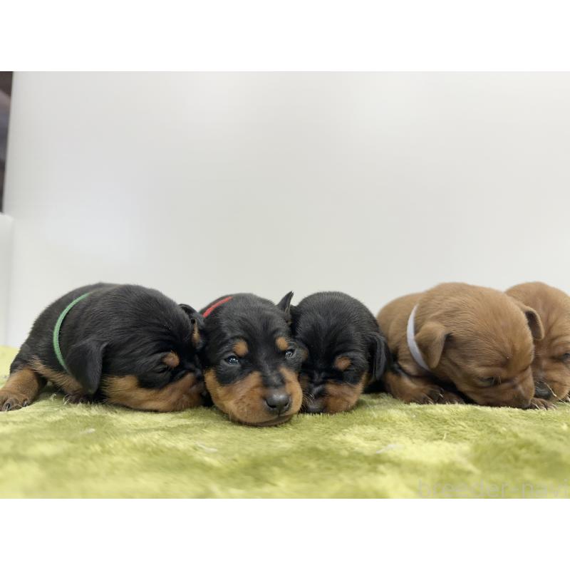 販売中の山梨県のミニチュアピンシャー(ミニピン)-431122の3枚目