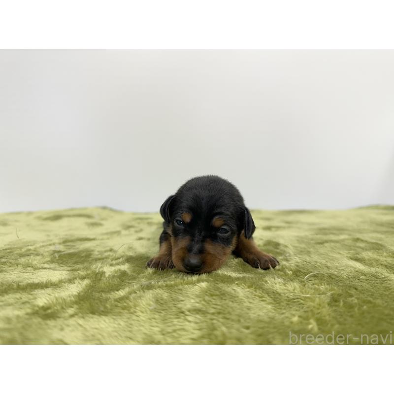 販売中の山梨県のミニチュアピンシャー(ミニピン)-431124の5枚目