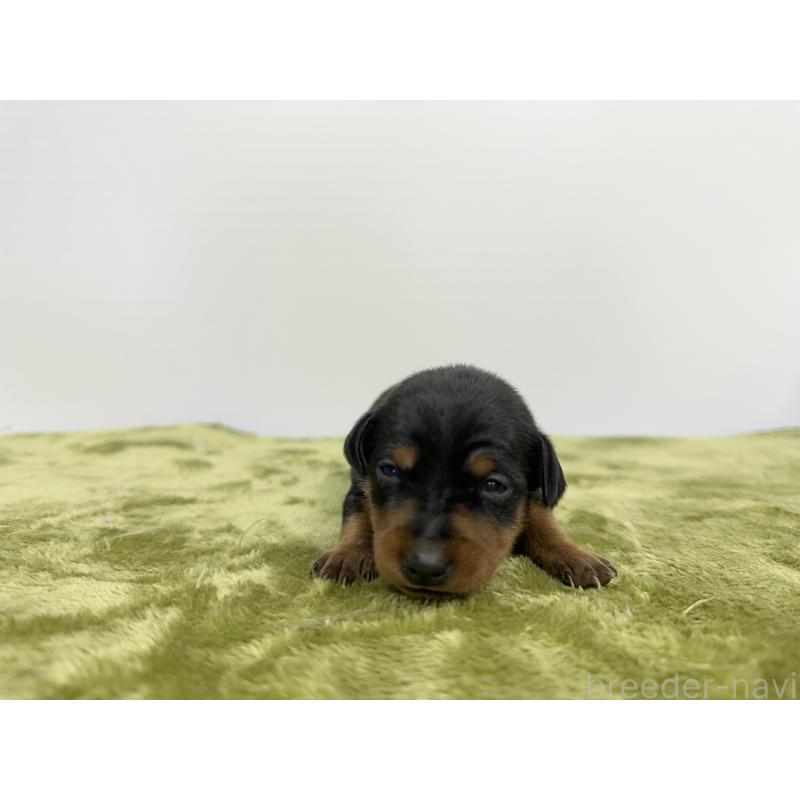 販売中の山梨県のミニチュアピンシャー(ミニピン)-431124の4枚目