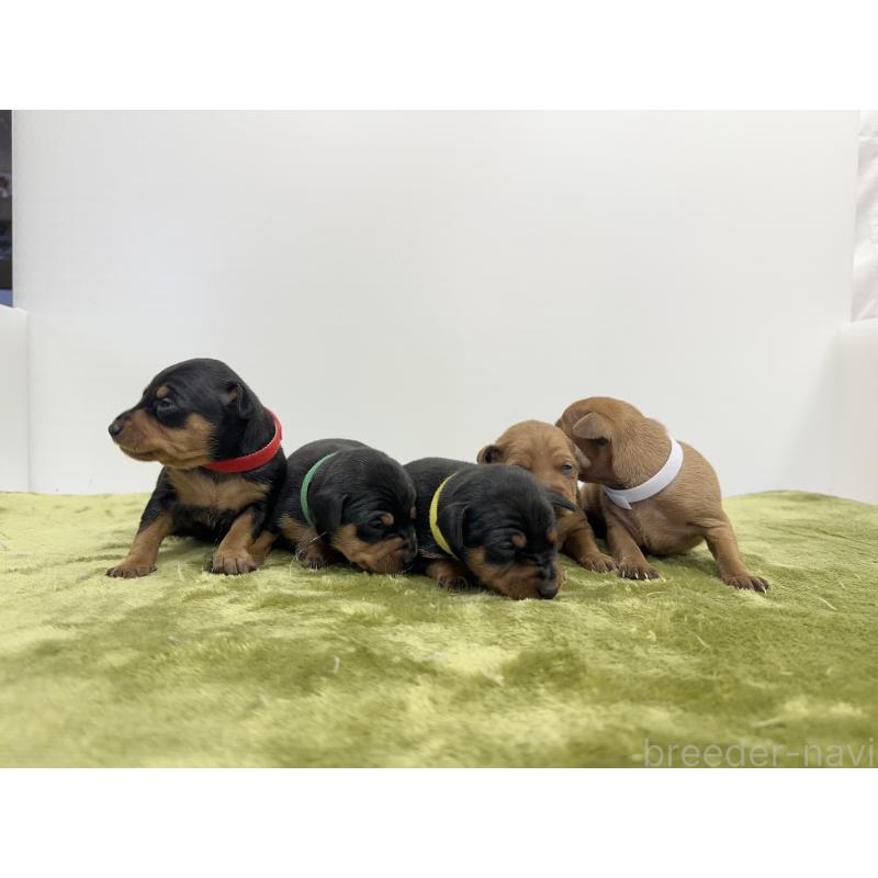 販売中の山梨県のミニチュアピンシャー(ミニピン)-431124の2枚目