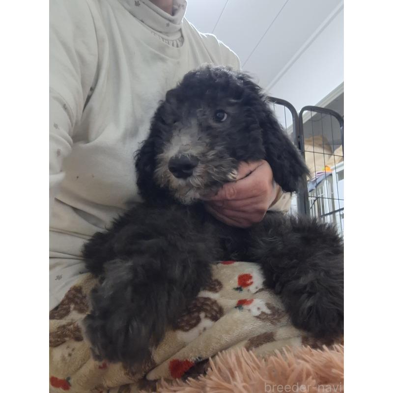 成約済の群馬県のスタンダードプードル-417099の12枚目