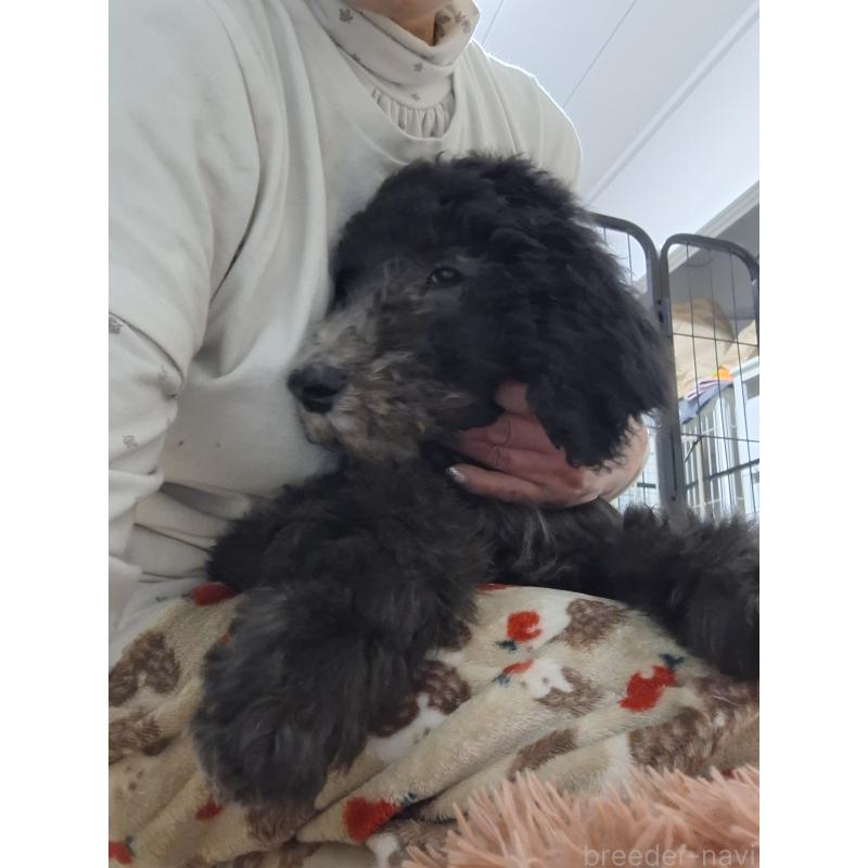 成約済の群馬県のスタンダードプードル-417099の11枚目