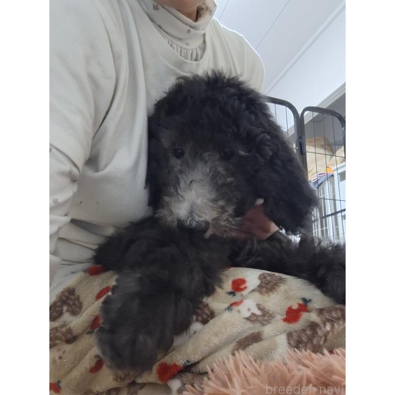 成約済の群馬県のスタンダードプードル-417099の10枚目