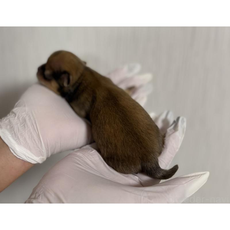 販売中の山梨県のチワワ(ロングコート)-431125の7枚目