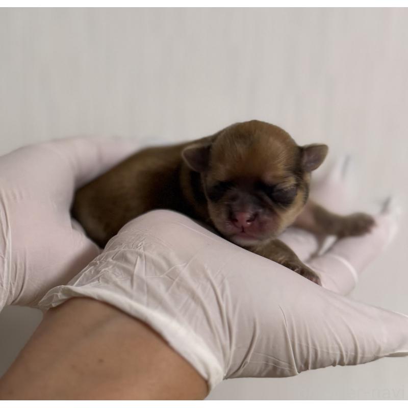 販売中の山梨県のチワワ(ロングコート)-431125の6枚目