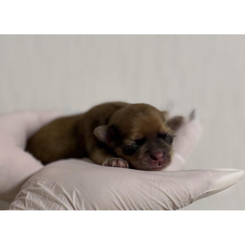 販売中の山梨県のチワワ(ロングコート)-431125の5枚目