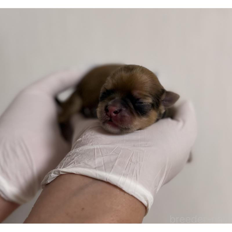 販売中の山梨県のチワワ(ロングコート)-431125の4枚目