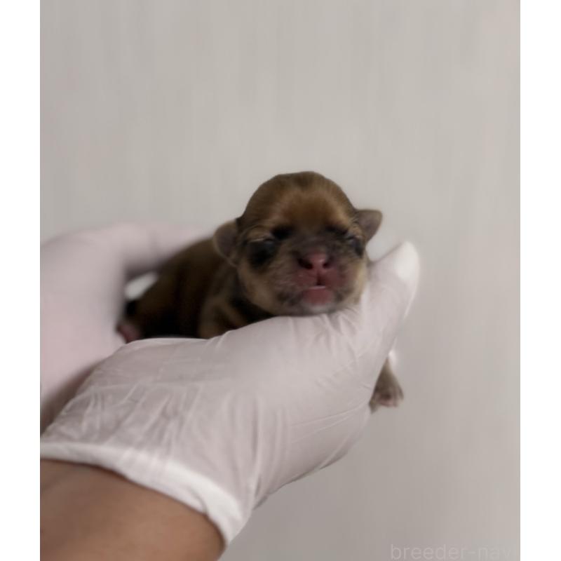 販売中の山梨県のチワワ(ロングコート)-431125の3枚目