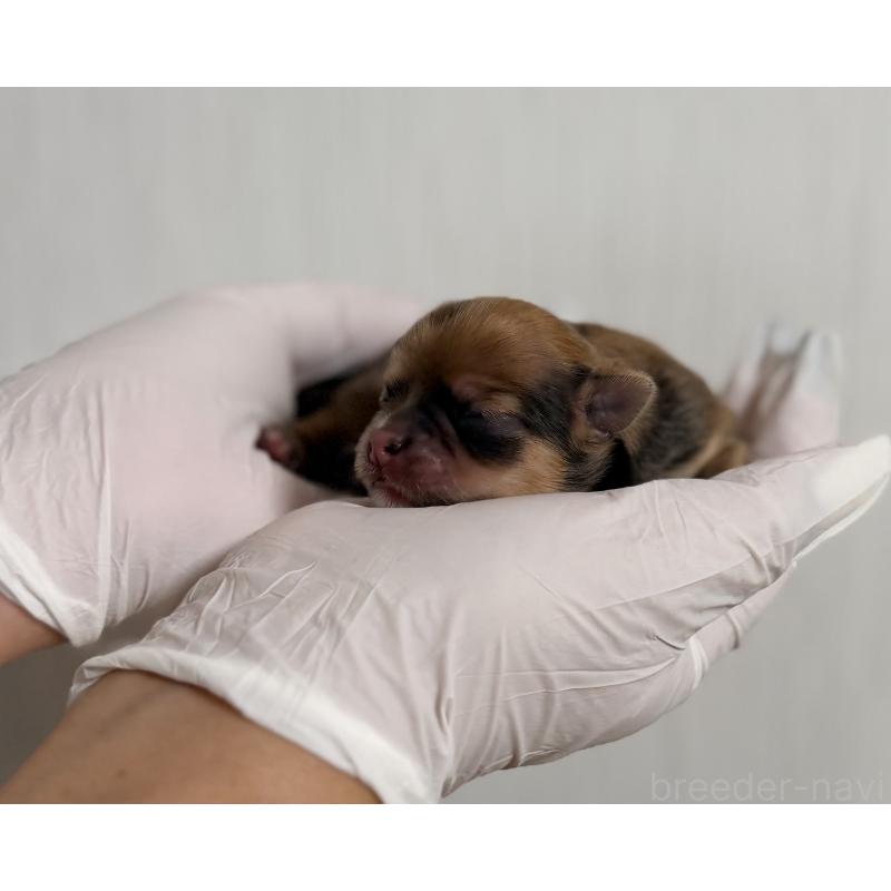 販売中の山梨県のチワワ(ロングコート)-431125の2枚目