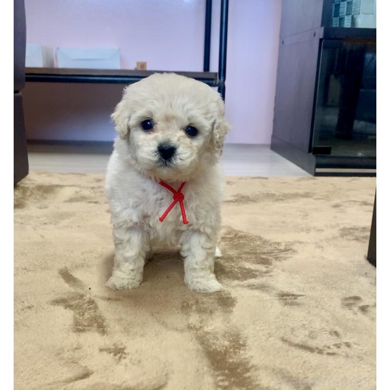 販売中の滋賀県のビションプー:ビションフリーゼ×トイプードル-431127の4枚目