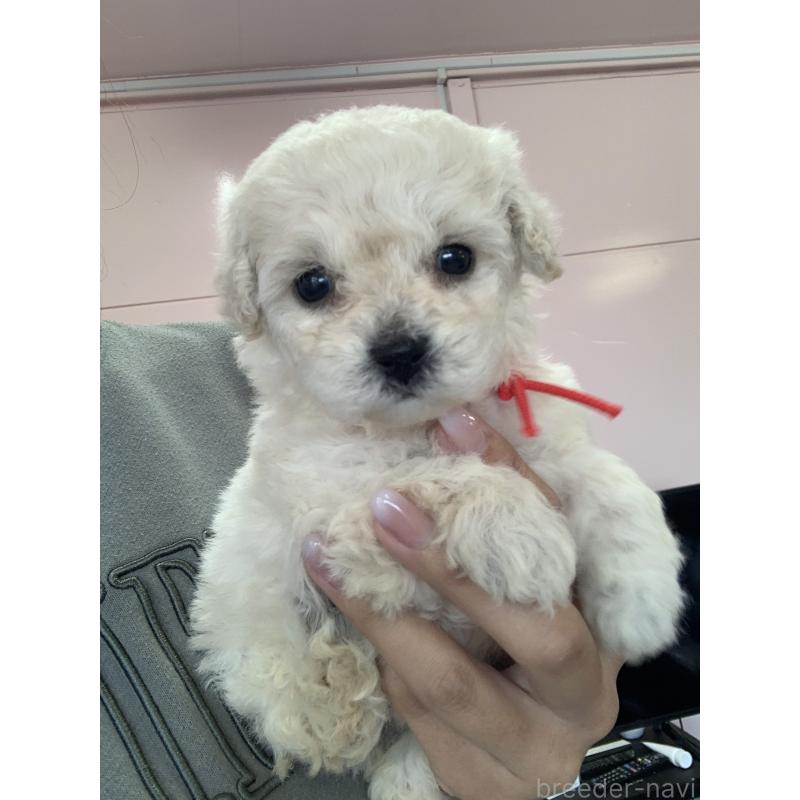 販売中の滋賀県のビションプー:ビションフリーゼ×トイプードル-431127の3枚目