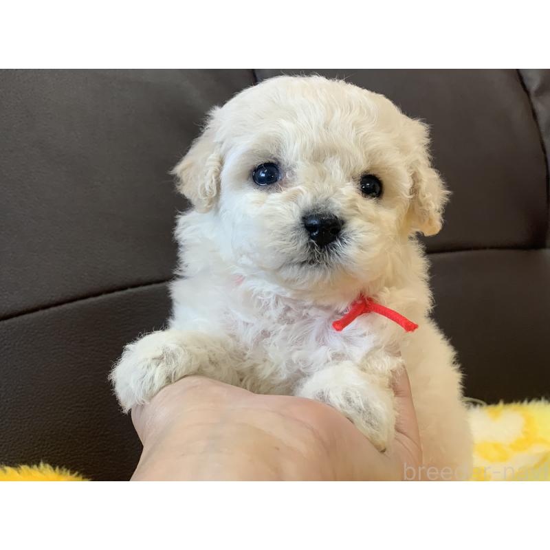 販売中の滋賀県のビションプー:ビションフリーゼ×トイプードル-431127の2枚目