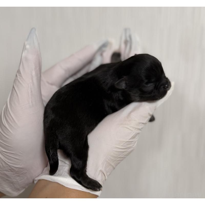 販売中の山梨県のチワワ(ロングコート)-431126の6枚目