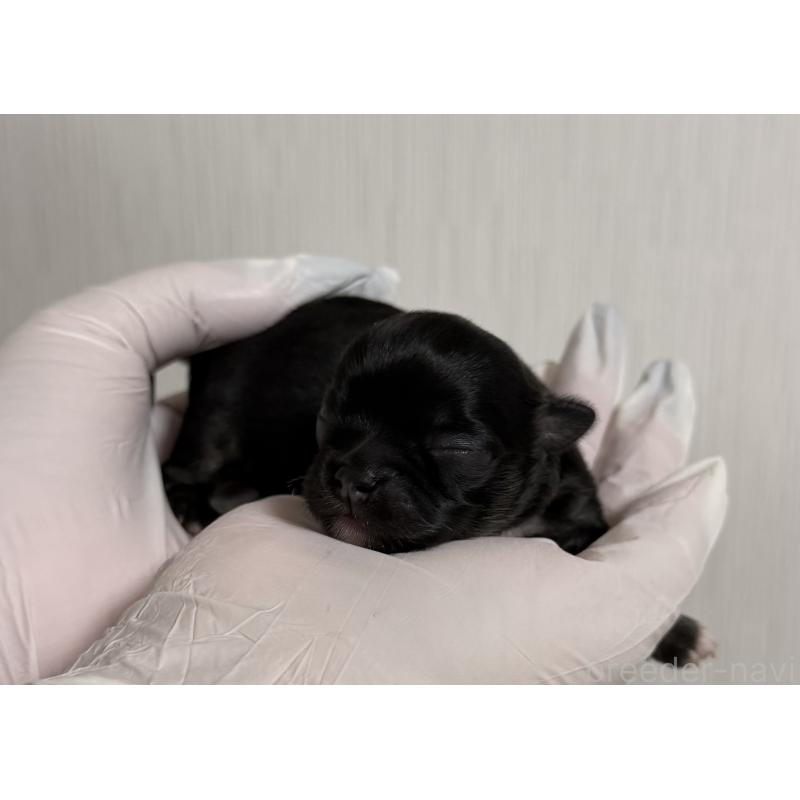 販売中の山梨県のチワワ(ロングコート)-431126の5枚目