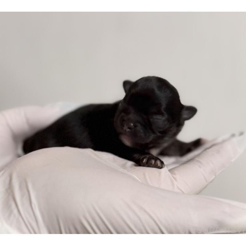 販売中の山梨県のチワワ(ロングコート)-431126の4枚目