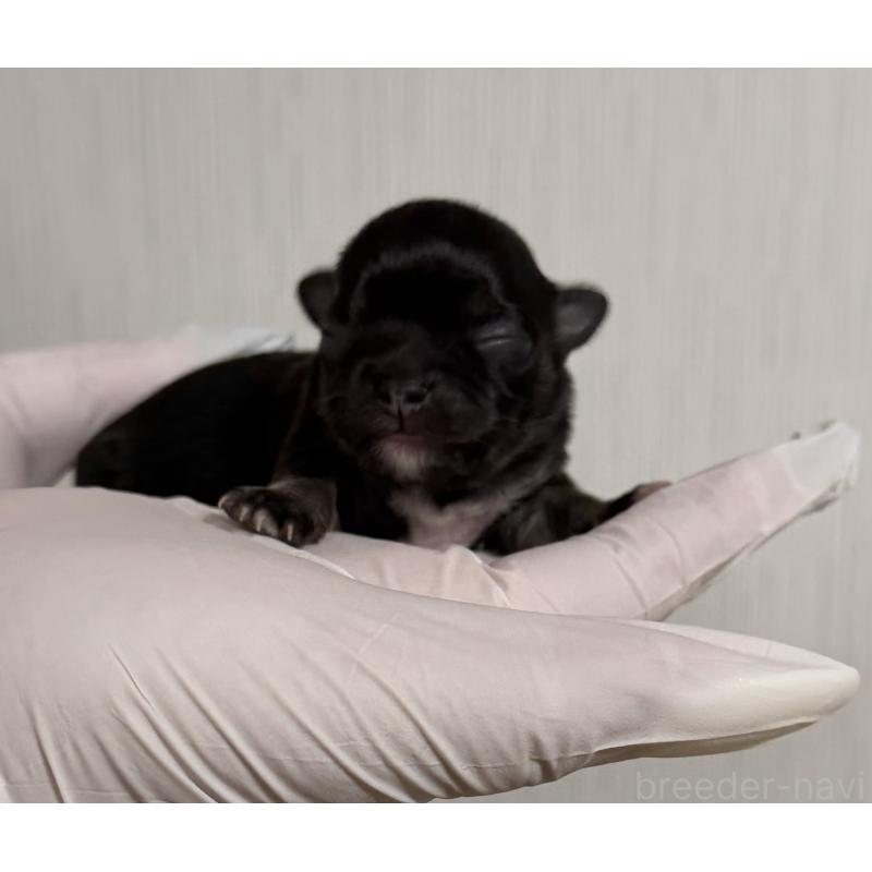 販売中の山梨県のチワワ(ロングコート)-431126の3枚目