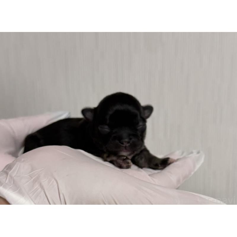 販売中の山梨県のチワワ(ロングコート)-431126の2枚目