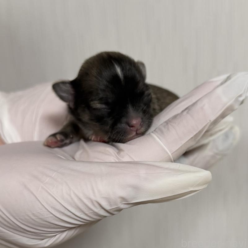 販売中の山梨県のチワワ(ロングコート)-431128の6枚目