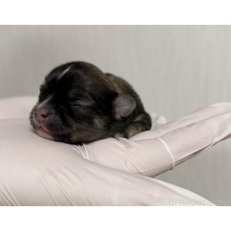 販売中の山梨県のチワワ(ロングコート)-431128の5枚目