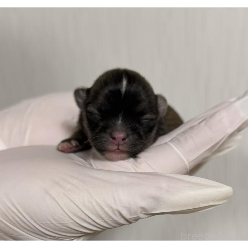 販売中の山梨県のチワワ(ロングコート)-431128の4枚目