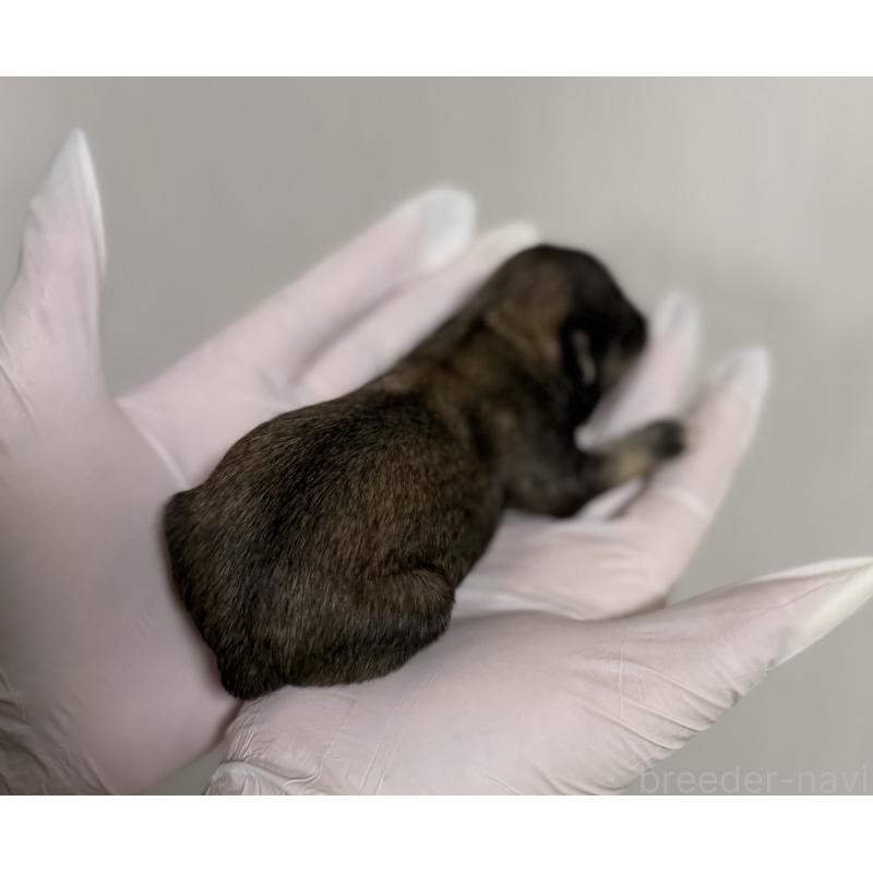 販売中の山梨県のチワワ(ロングコート)-431128の2枚目