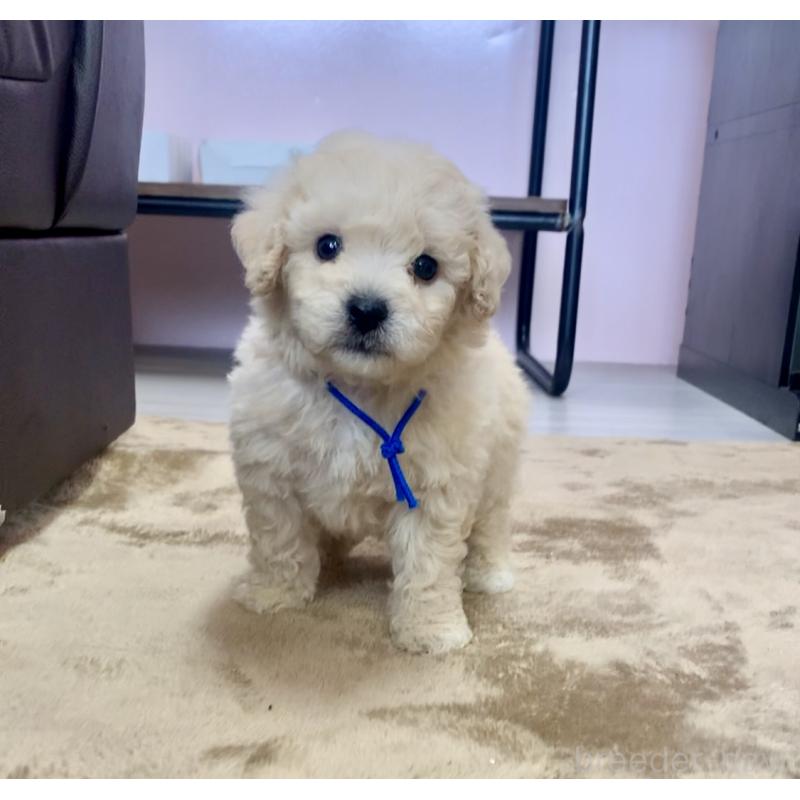 販売中の滋賀県のビションプー:ビションフリーゼ×トイプードル-431131の7枚目