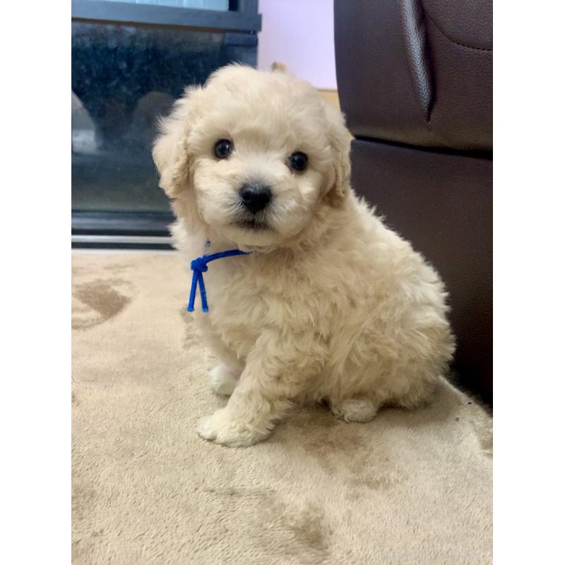 販売中の滋賀県のビションプー:ビションフリーゼ×トイプードル-431131の6枚目