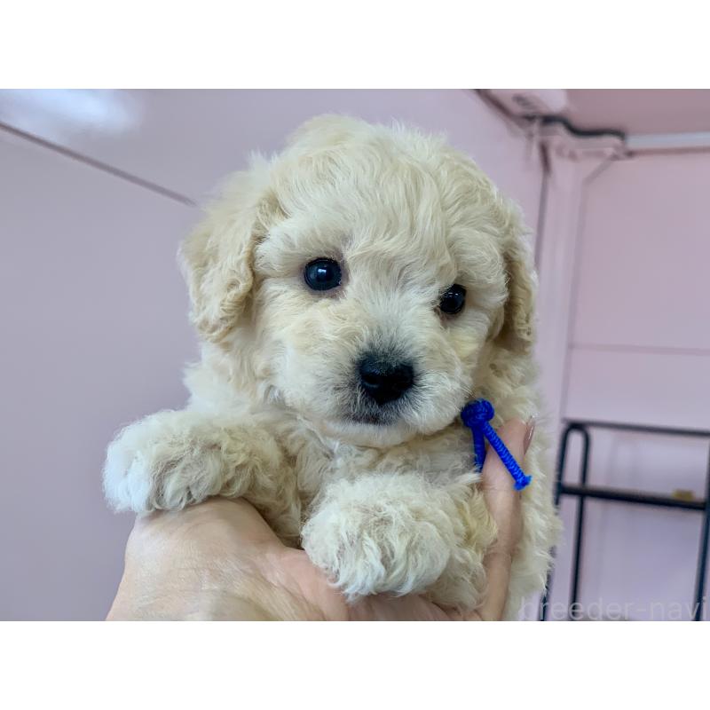 販売中の滋賀県のビションプー:ビションフリーゼ×トイプードル-431131の5枚目