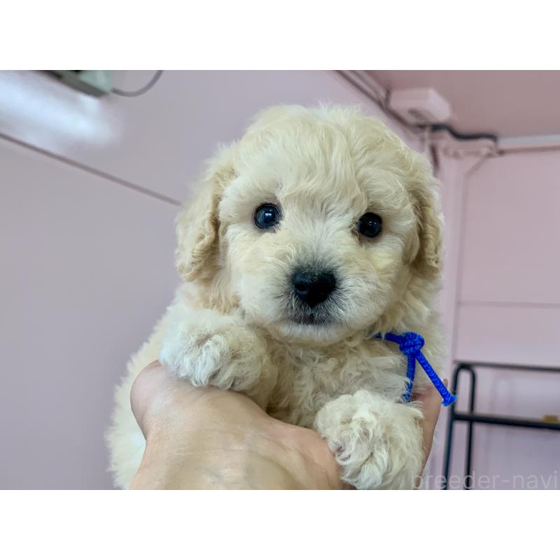 販売中の滋賀県のビションプー:ビションフリーゼ×トイプードル-431131の4枚目