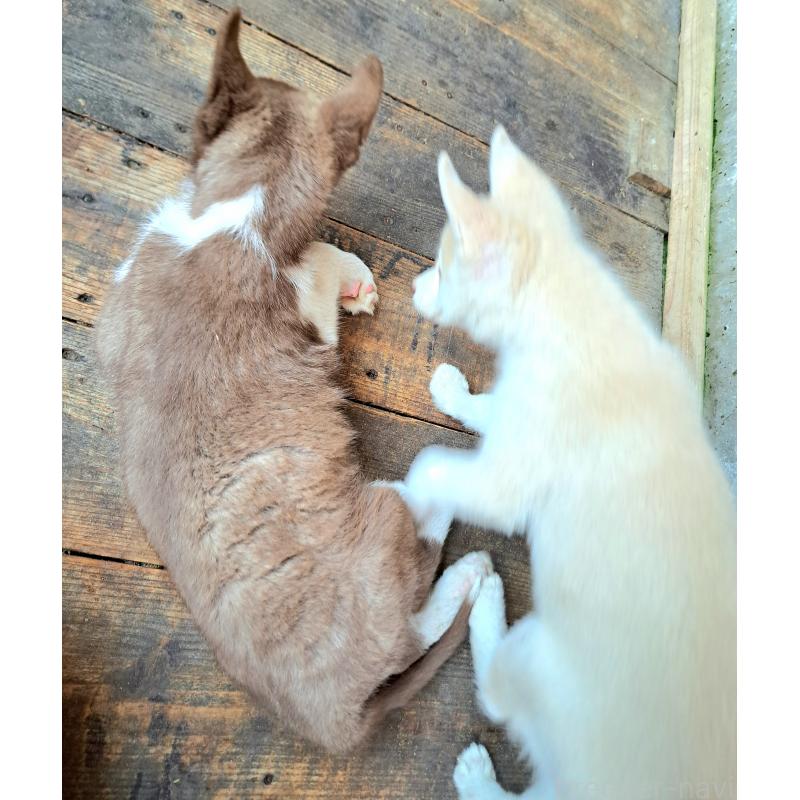 販売中の千葉県のミックス犬-431130の4枚目