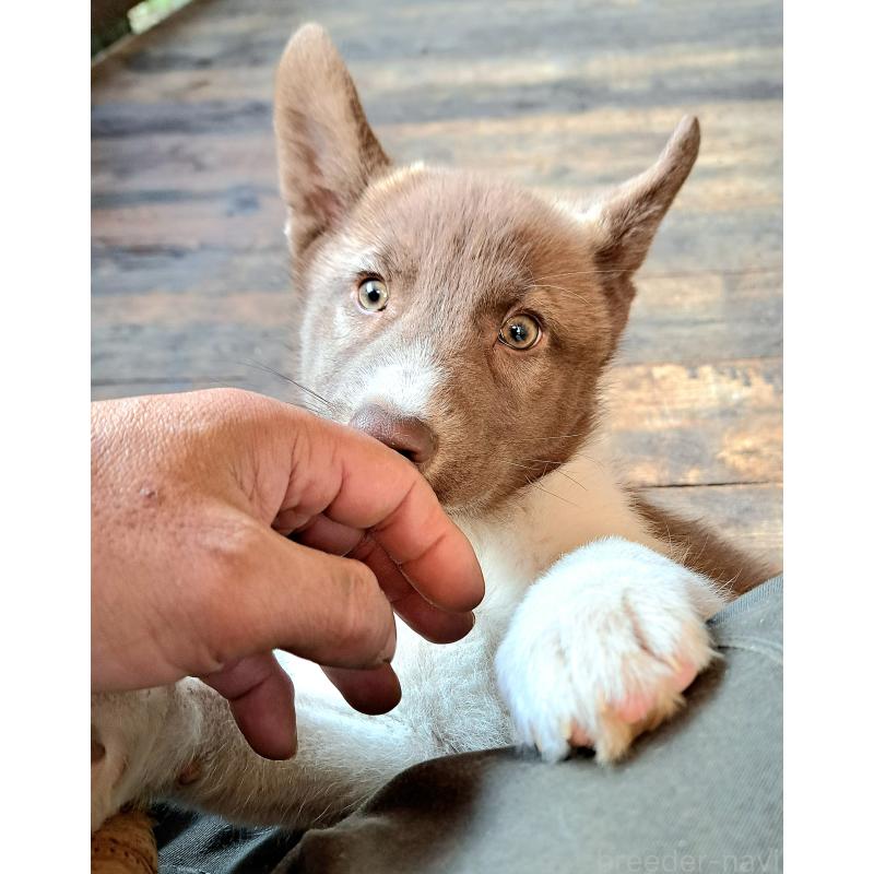 販売中の千葉県のミックス犬-431130の3枚目