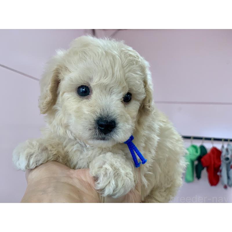 販売中の滋賀県のビションプー:ビションフリーゼ×トイプードル-431131の3枚目
