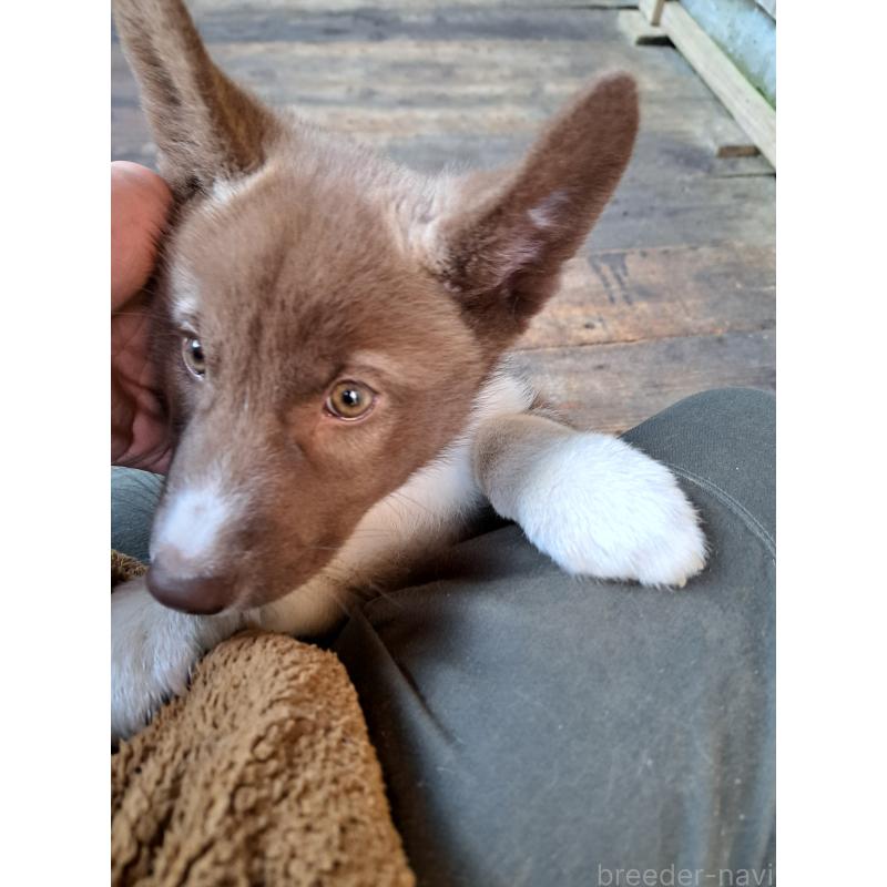 販売中の千葉県のミックス犬-431130の2枚目