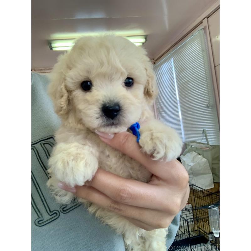 販売中の滋賀県のビションプー:ビションフリーゼ×トイプードル-431131の2枚目