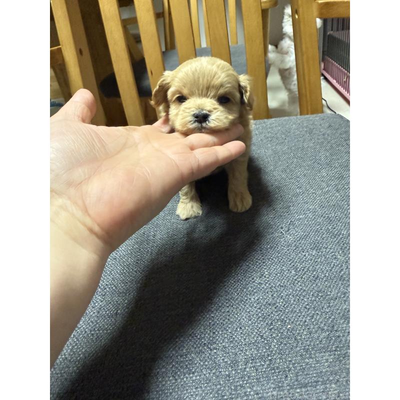 成約済の山形県のミックス犬-428894の6枚目