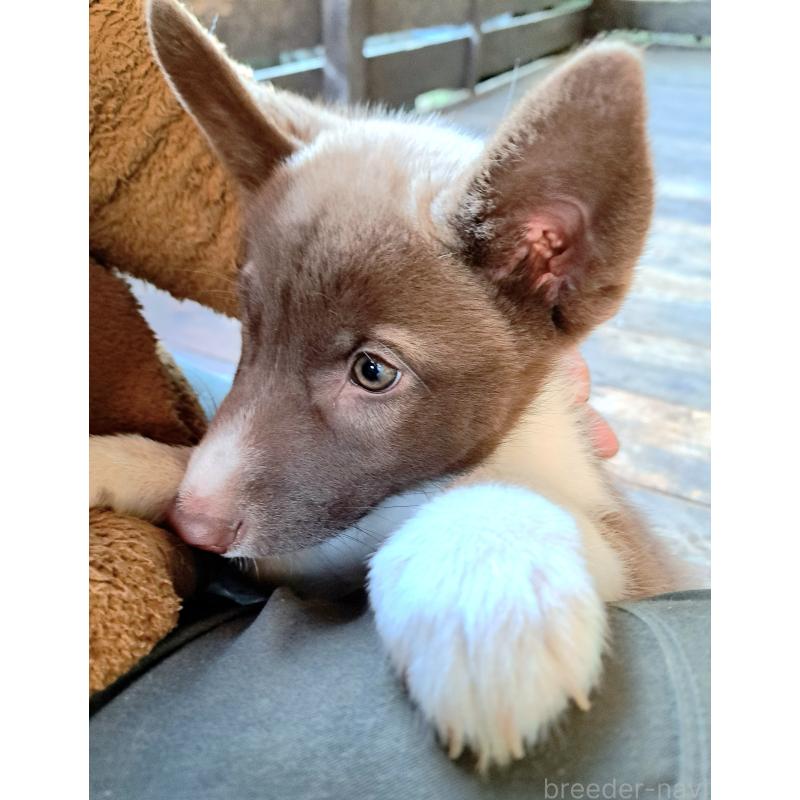 販売中の千葉県のミックス犬-431130の1枚目