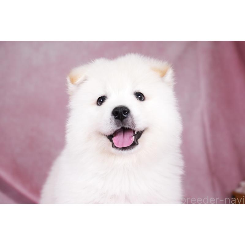 販売中の群馬県のサモエド-424053の9枚目