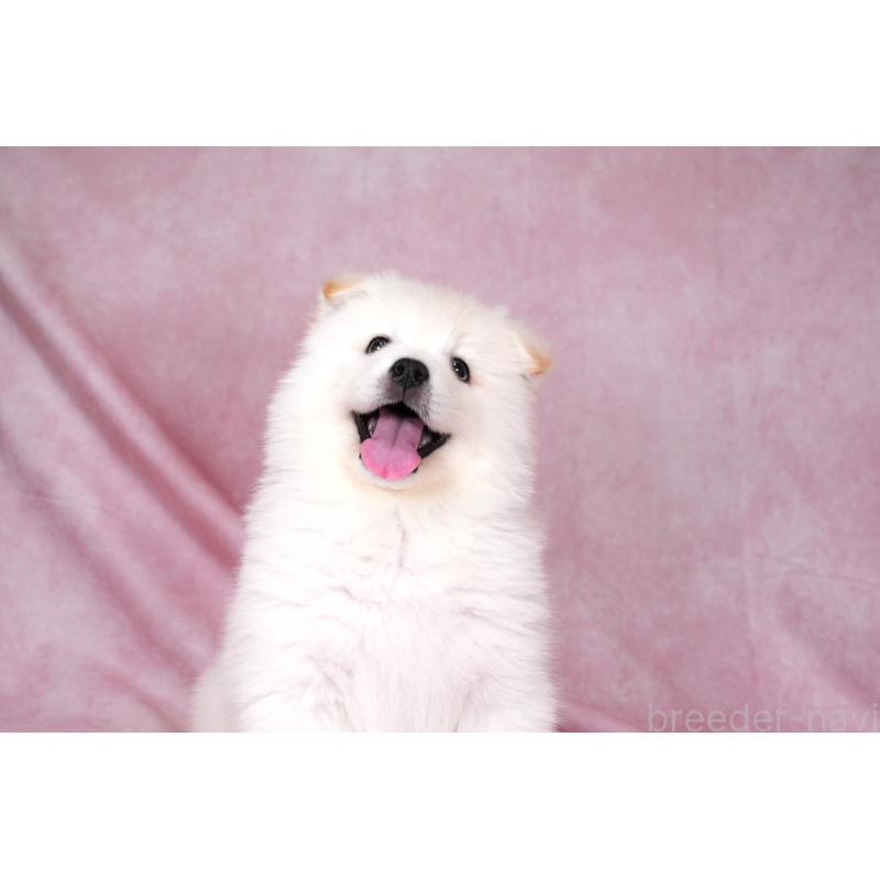 販売中の群馬県のサモエド-424053の8枚目