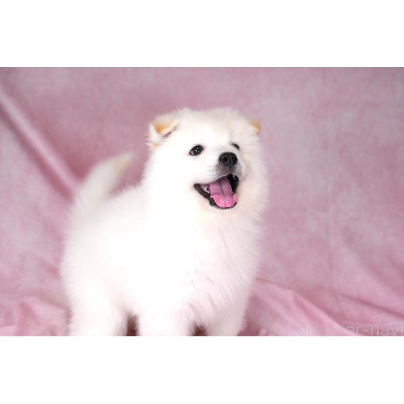 販売中の群馬県のサモエド-424053の7枚目