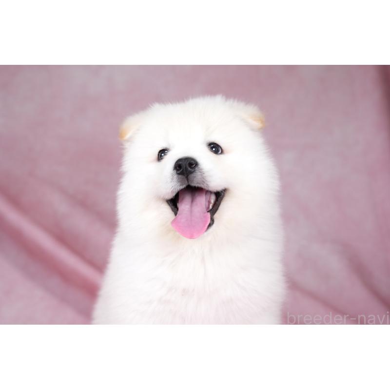 販売中の群馬県のサモエド-424053の6枚目