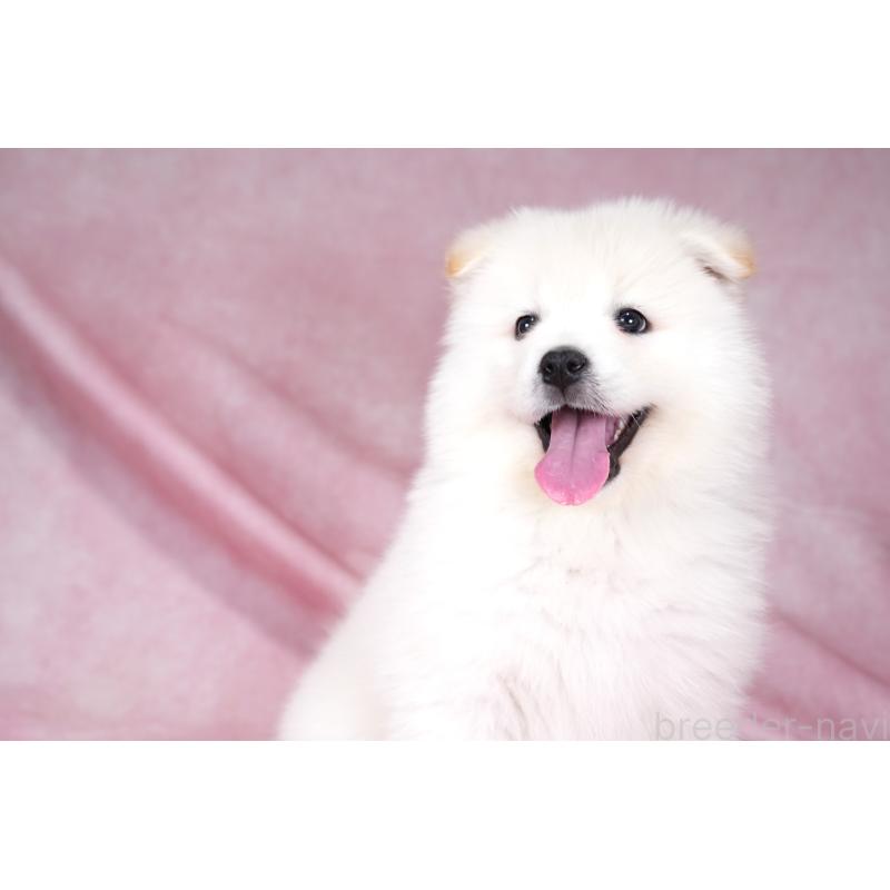 販売中の群馬県のサモエド-424053の5枚目