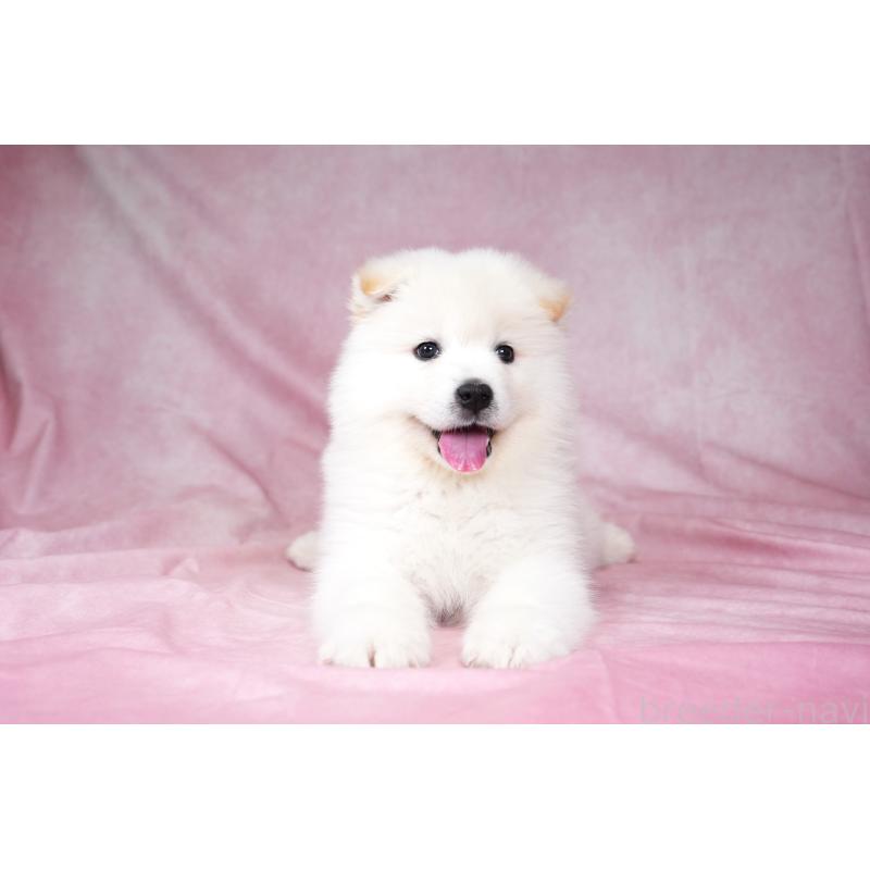 販売中の群馬県のサモエド-424053の4枚目