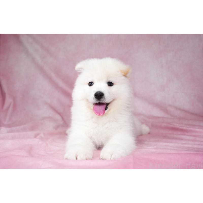 販売中の群馬県のサモエド-424053の3枚目