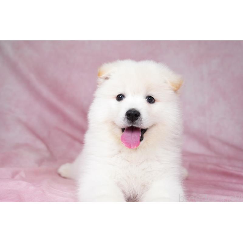 販売中の群馬県のサモエド-424053の2枚目