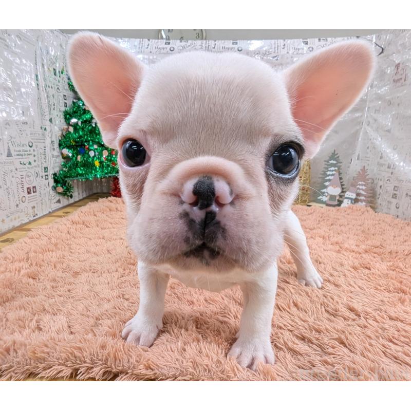 販売中の岐阜県のフレンチブルドッグ-426449