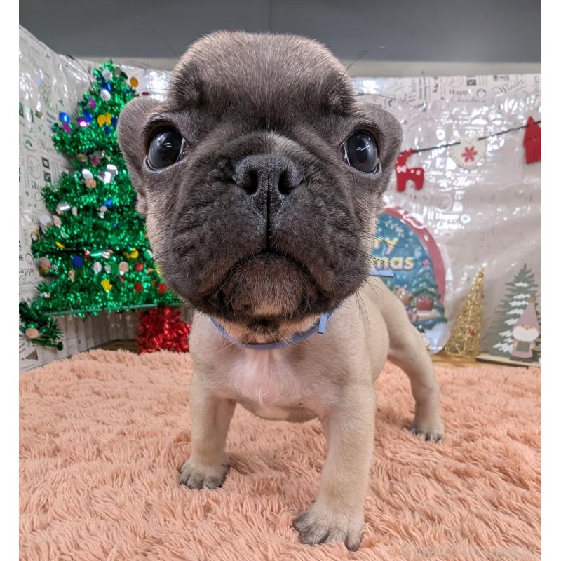 販売中の岐阜県のフレンチブルドッグ-426448