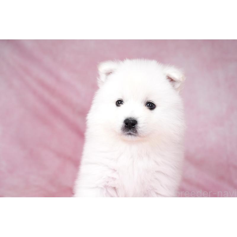 成約済の群馬県のサモエド-428271の11枚目