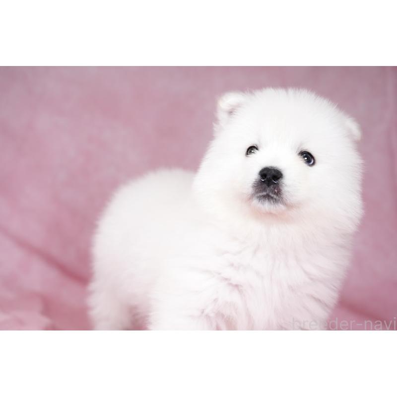 成約済の群馬県のサモエド-428271の10枚目