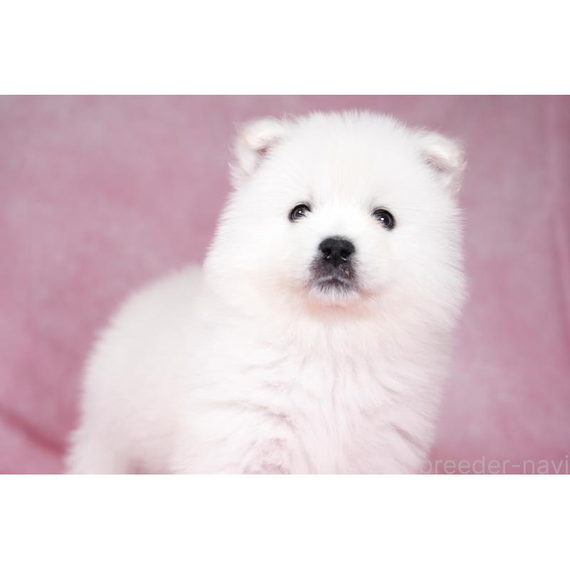 成約済の群馬県のサモエド-428271の9枚目