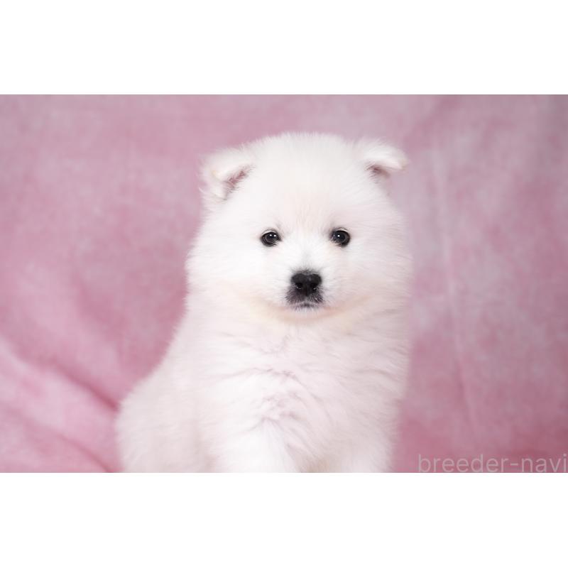 成約済の群馬県のサモエド-428271の8枚目